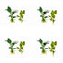 Showpiece Plant Duo – Large Amazon Sword & Anubias | Live Aquarium Plants, Easy, Lush, Freshwater
