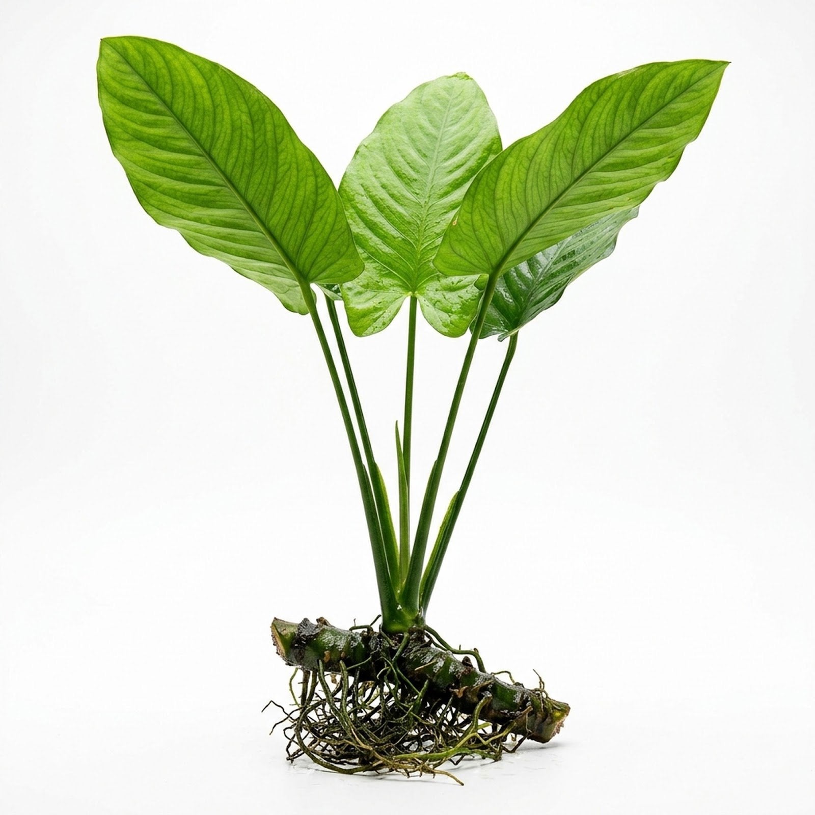 Anubias Gigantea – Live Freshwater Aquarium Plant - Image 1 of 60