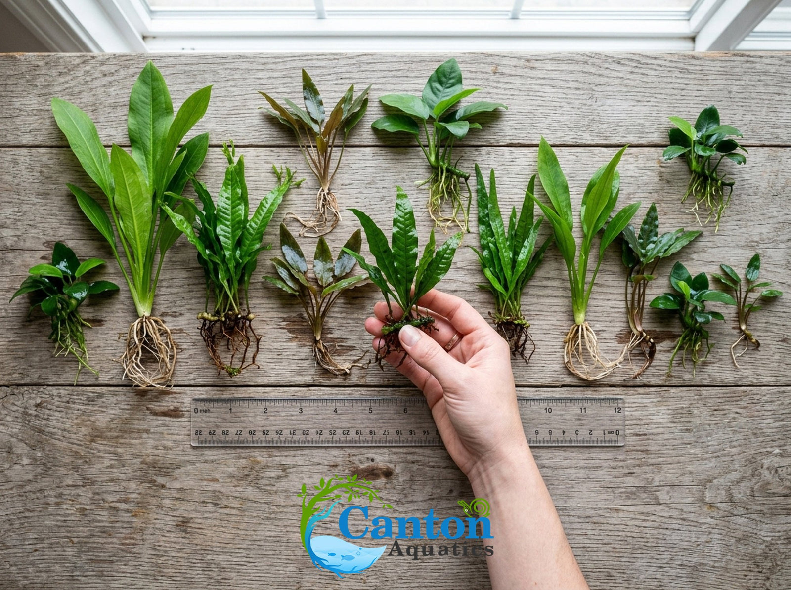 Live Aquarium Plants Essential Bundle