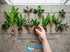 Live Aquarium Plants Essential Bundle