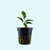 Anubias Barteri - Image 6 of 80