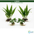 Java Fern & Anubias Nana (Microsorum Pteropus, Anubias Barteri) Size: 2 Pack
