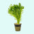 Parrot’s Feather (Myriophyllum aquaticum) – Live Aquarium & Pond Plant