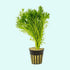 Parrot’s Feather (Myriophyllum aquaticum) – Live Aquarium & Pond Plant