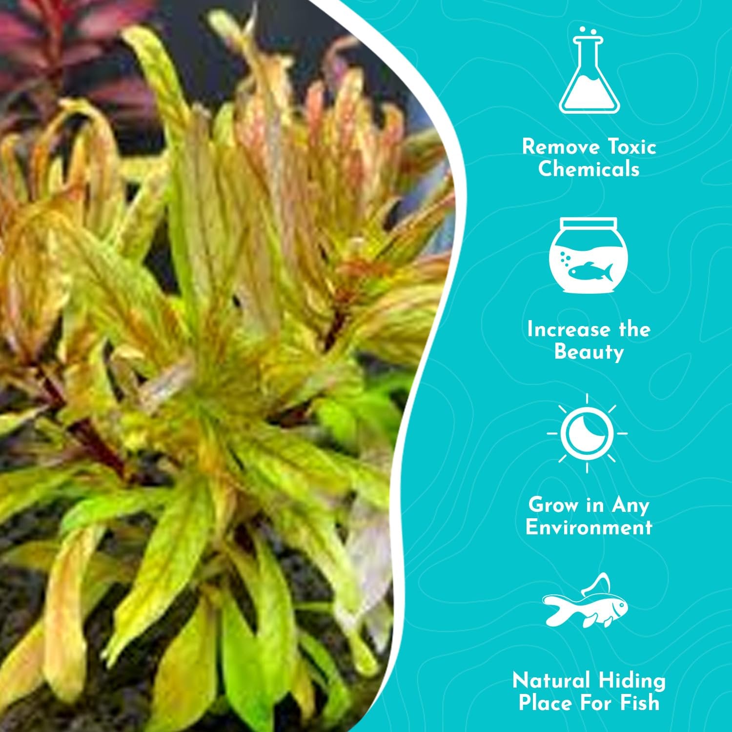 Ludwigia inclinata var. ‘Cuba’ – Live Freshwater Aquarium Plant