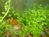 Dwarf Baby Tears Micranthemum Umbrosom