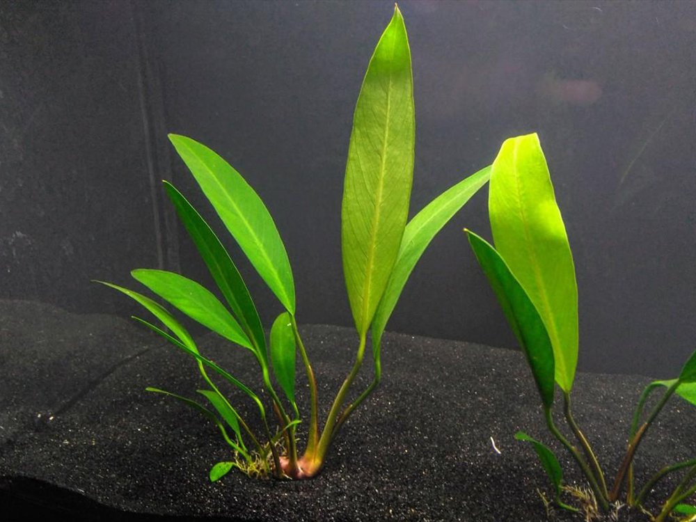 Anubias Heterophylla Lanceolata Bare Root