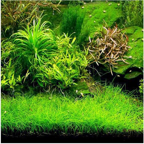 Dwarf Hairgrass Eleocharis