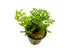 Bolbitis Heteroclita Difformis "Mini" – Live Aquarium Fern