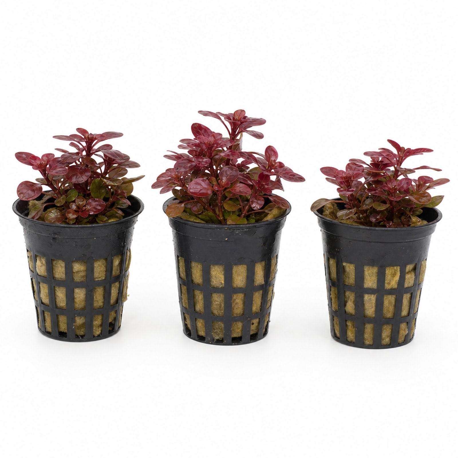 Ludwigia Repens Super Red Mini – Live Freshwater Aquarium Plant