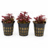 Ludwigia Repens Super Red Mini – Live Freshwater Aquarium Plant