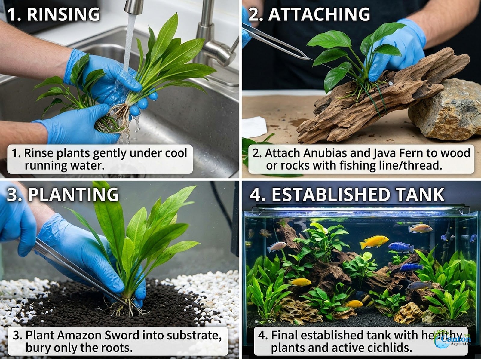 Cichlid-Friendly Live Plant Pack – Large Hardy Aquarium Plants (3 Pack)