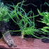 Crinum Calamistratum