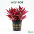 Scarlet Temple (Alternanthera Reineckii) – Live Freshwater Aquarium Plant