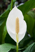 Brazilian Sword “Peace Lily” (Spathiphyllum sp)