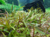 Cryptocoryne Crypt Balansae