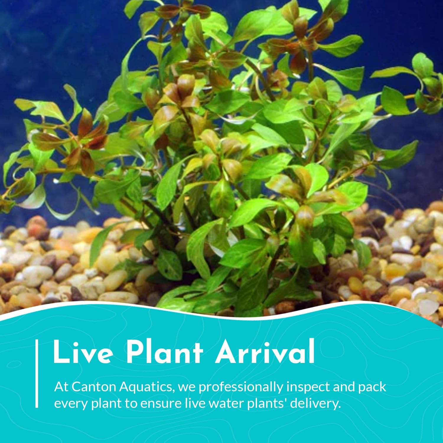 Oval Ludwigia (Ovalis)