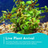 Oval Ludwigia (Ovalis)