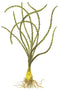 Crinum Calamistratum