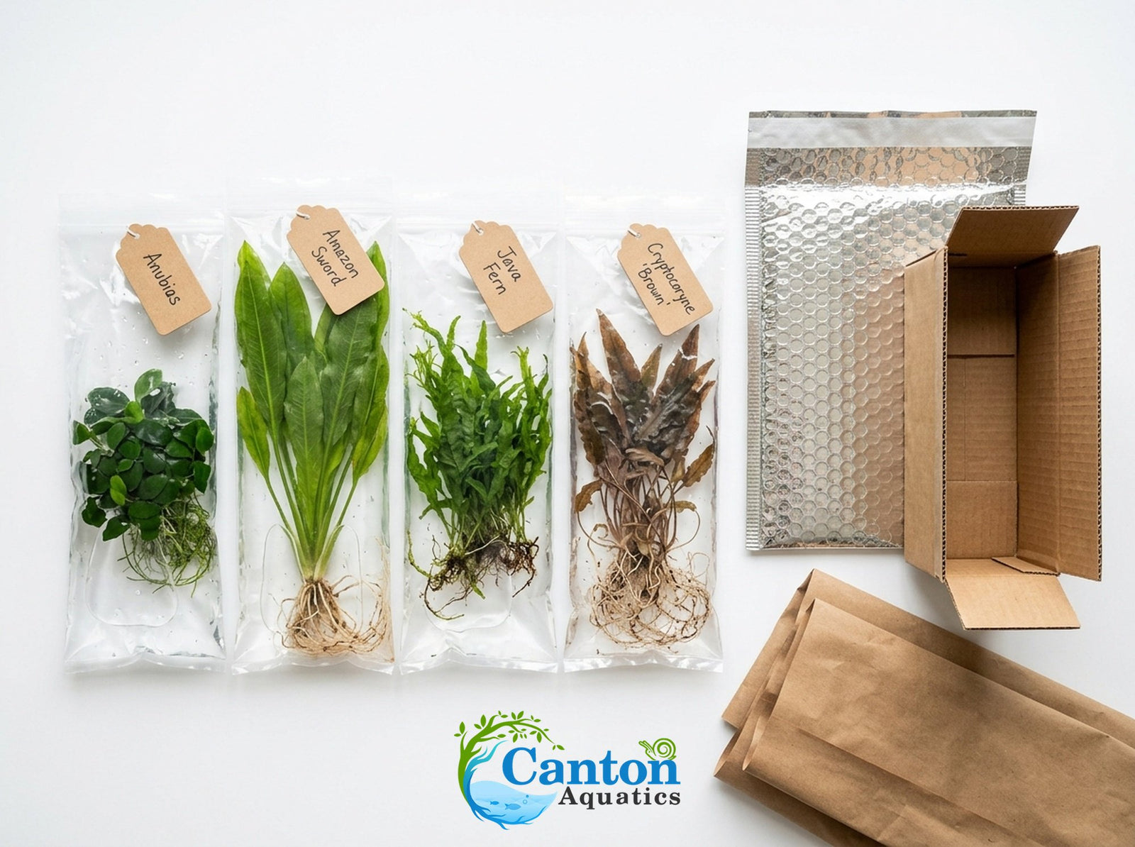 Live Aquarium Plants Essential Bundle