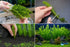 Limnophila Hippuridoides – Live Freshwater Aquarium Plant