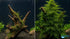 Christmas Moss on Driftwood | Live Aquarium Plant - Pre-Attached Vesicularia Montagnei, Low Light, No CO2, Shrimp Safe