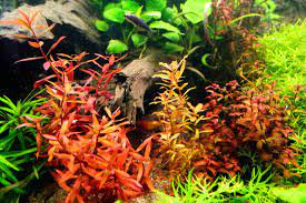 Ammania senegalensis – Live Freshwater Aquarium Plant - Image 24 of 43