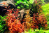 Ammania senegalensis – Live Freshwater Aquarium Plant - Image 24 of 43