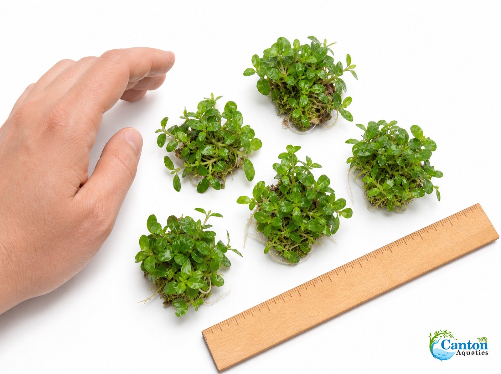 CANTON AQUATICS Staurogyne S Repens Plants - Long Lasting & Easy to Care - Promote High Water Quality and Fast - Growing Live Freshwater Carpet Plant for Aquascaping - 5X Clumps Plants