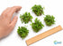 CANTON AQUATICS Staurogyne S Repens Plants - Long Lasting & Easy to Care - Promote High Water Quality and Fast - Growing Live Freshwater Carpet Plant for Aquascaping - 5X Clumps Plants