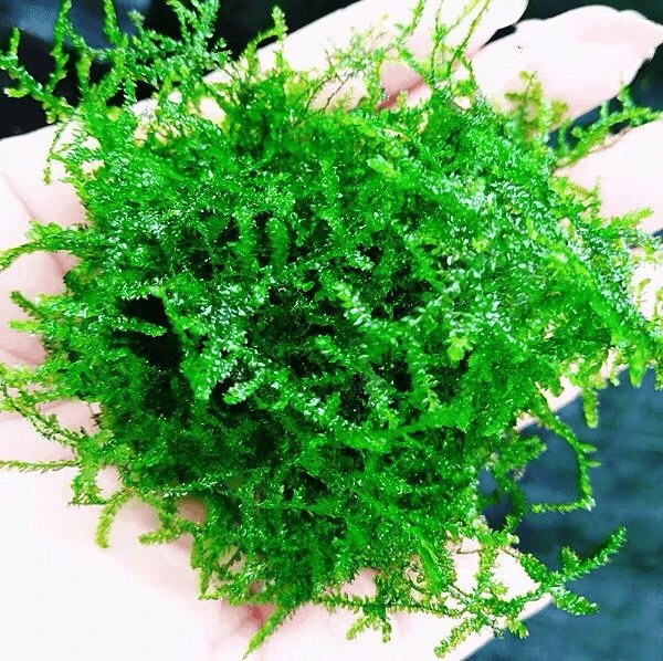 Weeping Moss (Vesicularia ferriei) – Live Freshwater Aquarium Plant