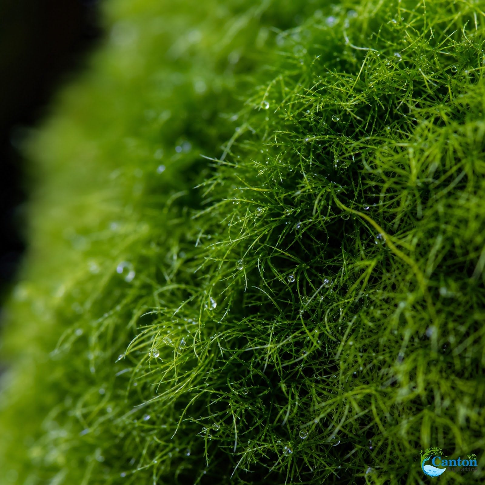 Marimo Moss Ball (Aegagropila Linnaei)