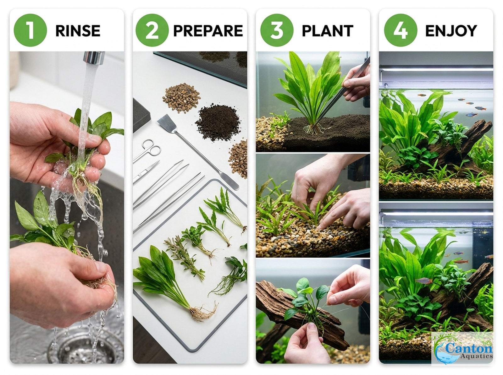 Aquarium Plant Bundle: 1 Anubias, 2 Amazon & 3 Dwarf Sag