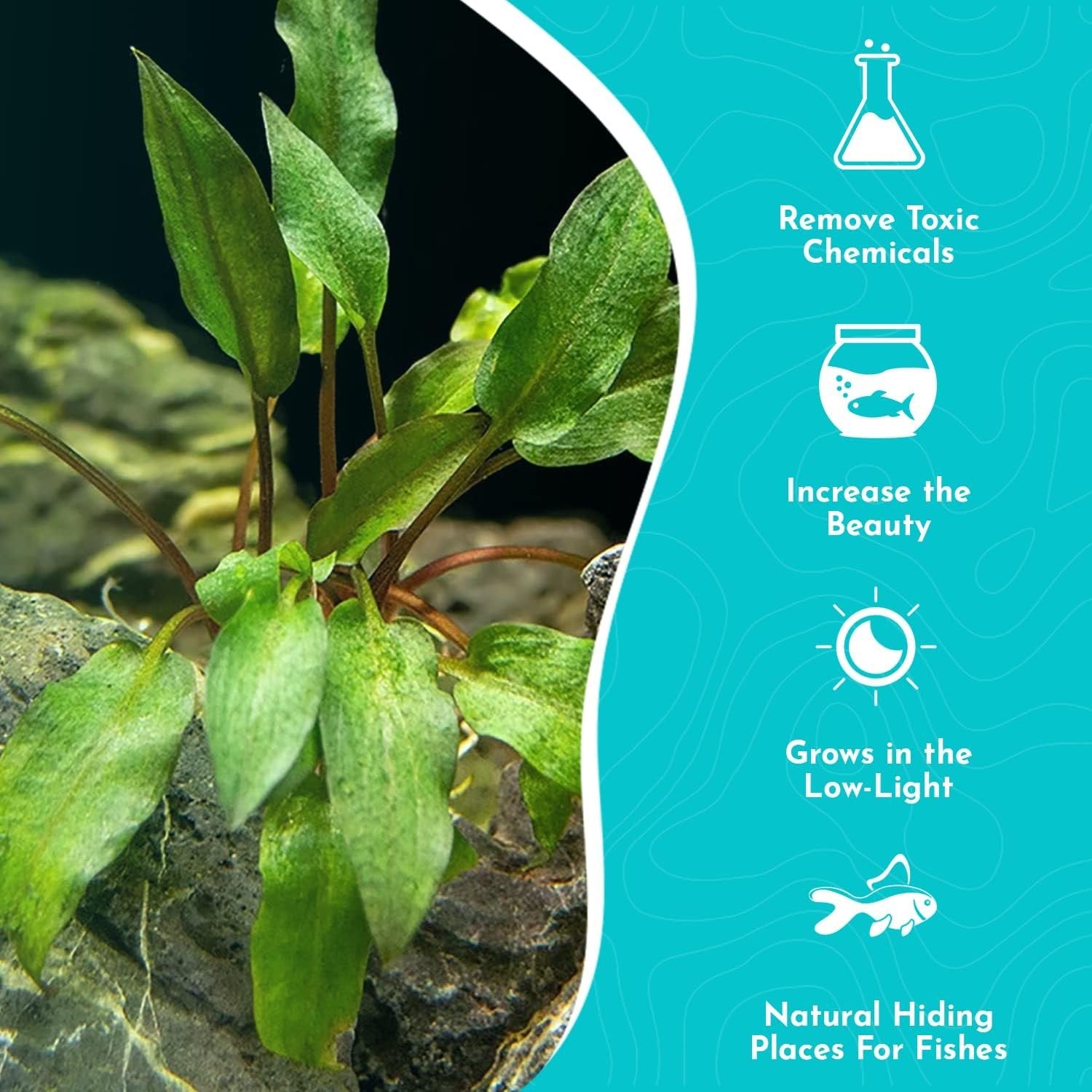 Cryptocoryne Wendtii ‘Red’ – Bare Root Live Aquarium Plant