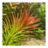 Needle Leaf Ludwigia Arcuata