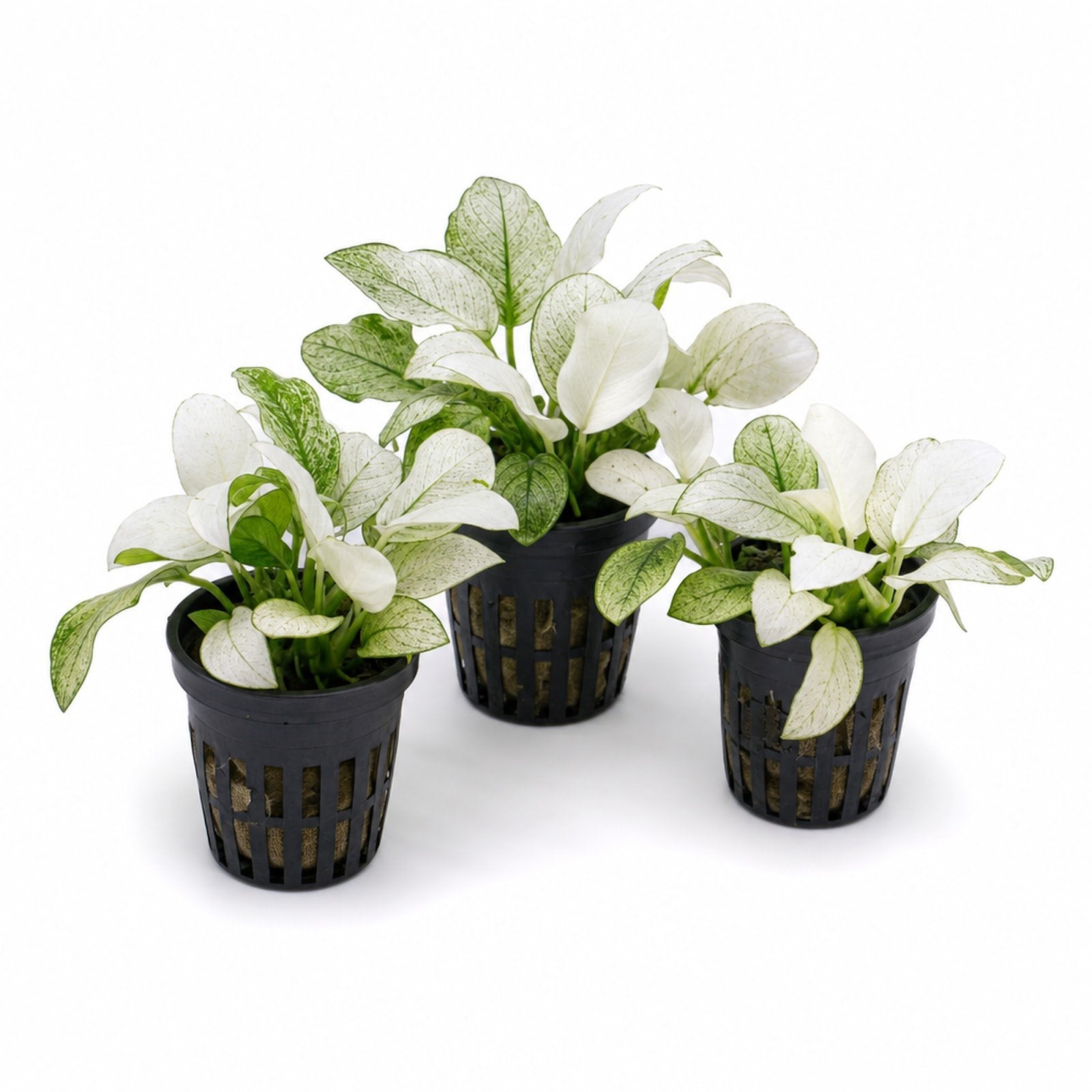 Anubias White Rose – Live Freshwater Aquarium Plant - Image 3 of 90