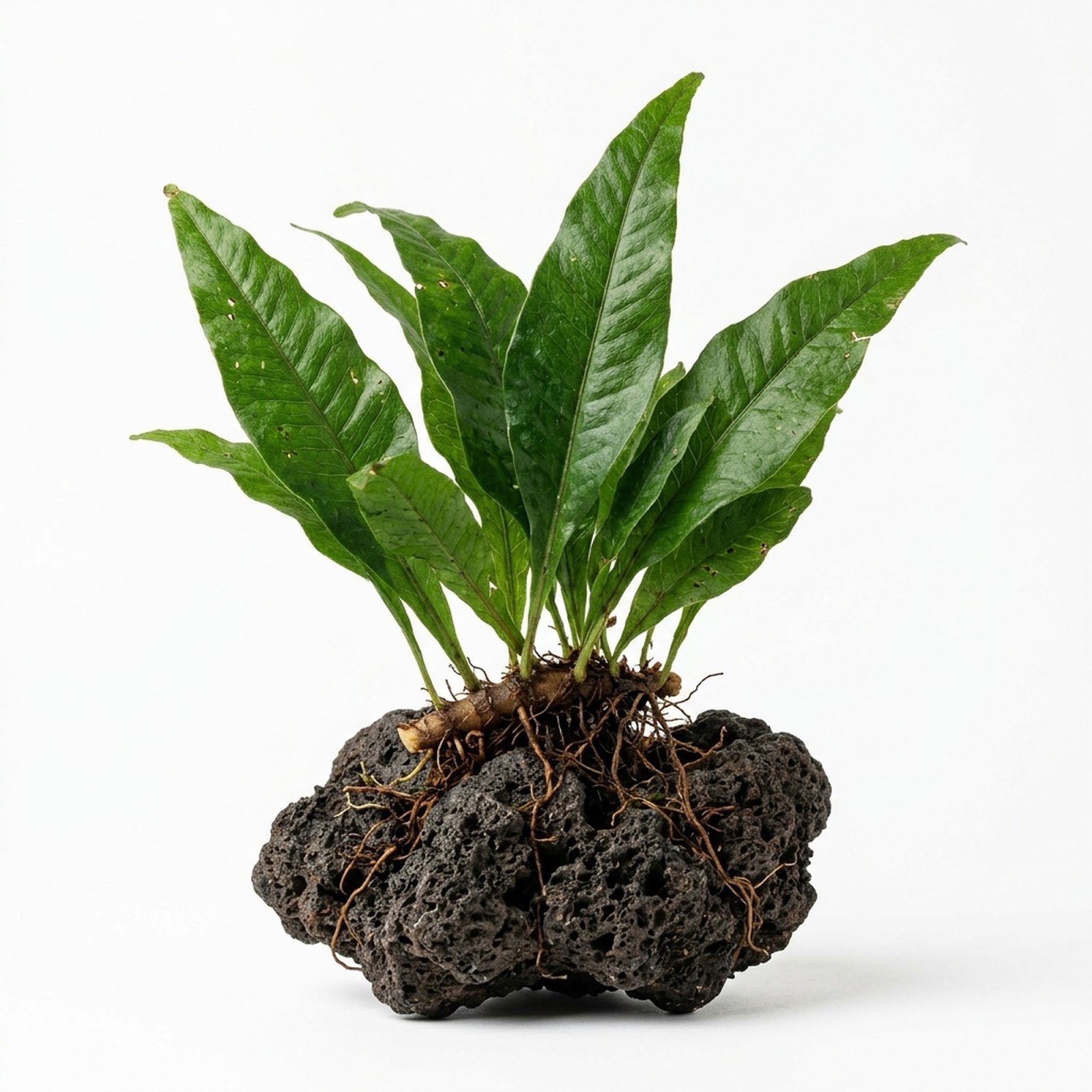 Java Fern (Microsorum pteropus) – Easy Live Freshwater Aquarium Plant