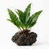 Java Fern (Microsorum pteropus) – Easy Live Freshwater Aquarium Plant