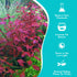 Ludwigia Repens (Dark Red)