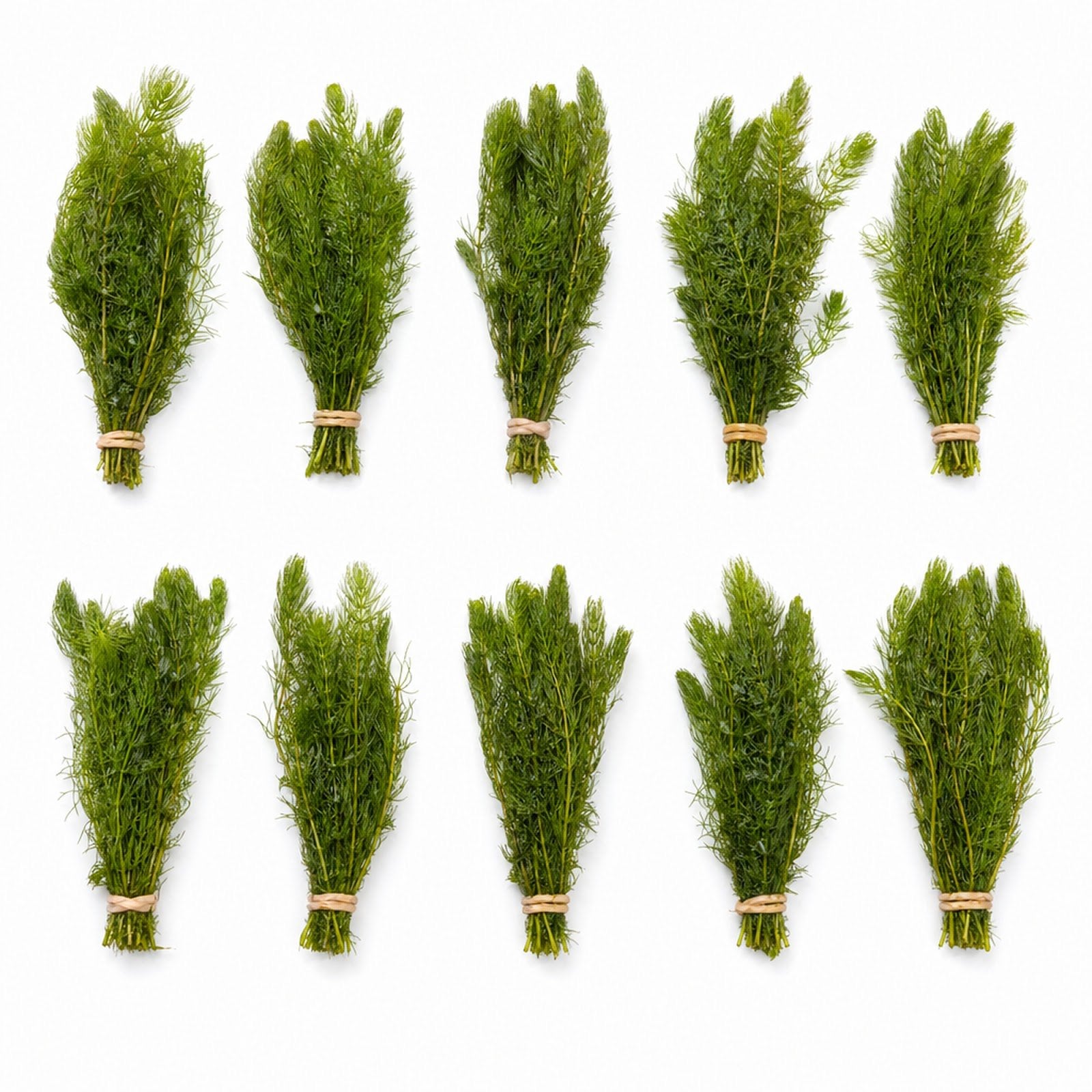 10 Pack Hornwort Bunches — Live Freshwater Aquarium Plant