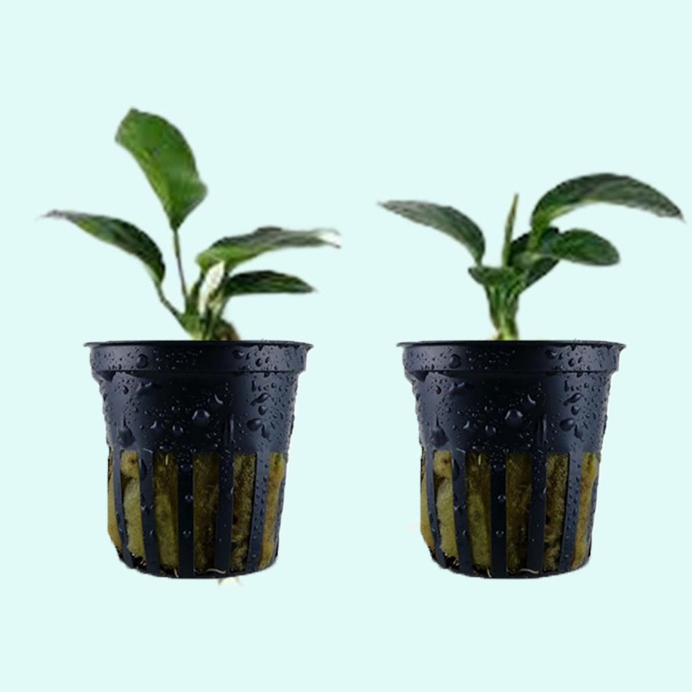 Anubias Barteri - Image 38 of 80