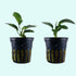 Anubias Barteri - Image 38 of 80