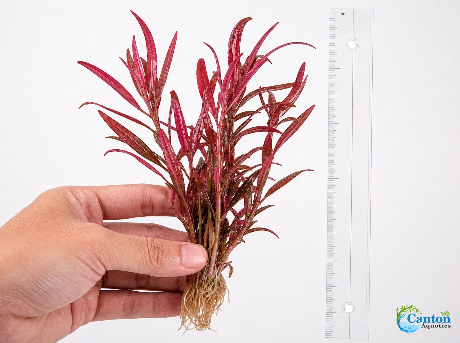 Alternanthera Rosanervig - Image 4 of 30