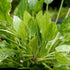 Marble Queen Sword (Echinodorus cordifolius) – Live Aquarium Plant