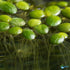 Duckweed (Lemma Minor)