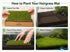 Dwarf Hairgrass Eleocharis Mat