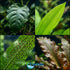 Live Aquarium Plants Essential Bundle
