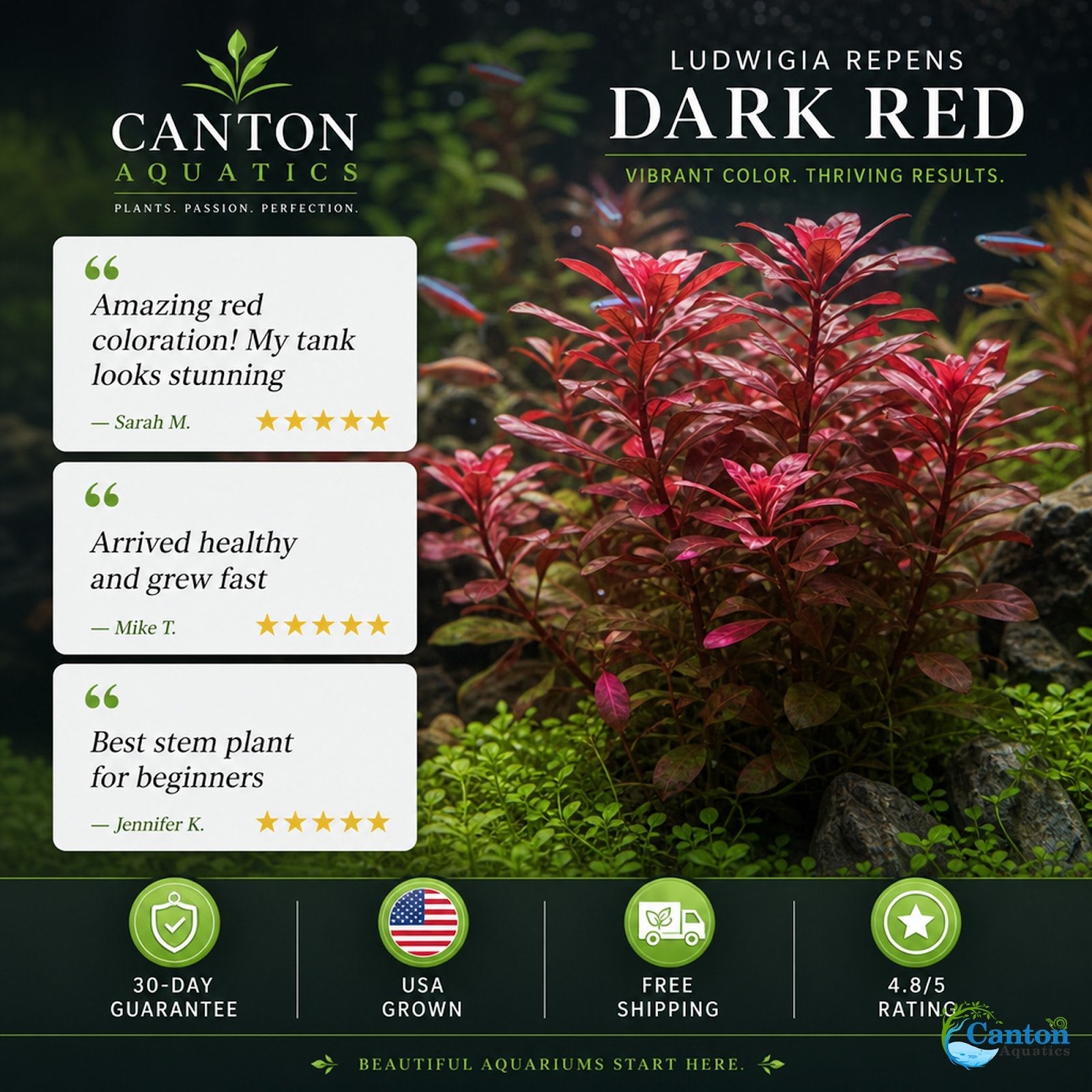 Ludwigia Repens (Dark Red)