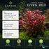 Ludwigia Repens (Dark Red)
