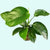 Anubias Barteri - Image 2 of 80